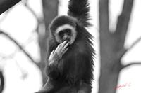Cjp_2009_04_14_122348 (1)_RNB.jpg